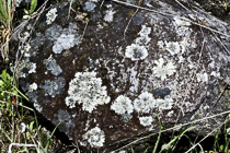 [ photo: Rock with Lichen, Redwood Valley, Mendocino County, California, USA, March 2011 (img 223-068) ]