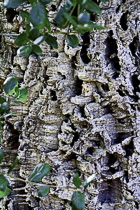 [ photo: Cork Oak Bark and Leaves, Piner Creek Trail, Sonoma Country, California, USA August 2013 (img 290-002) ]