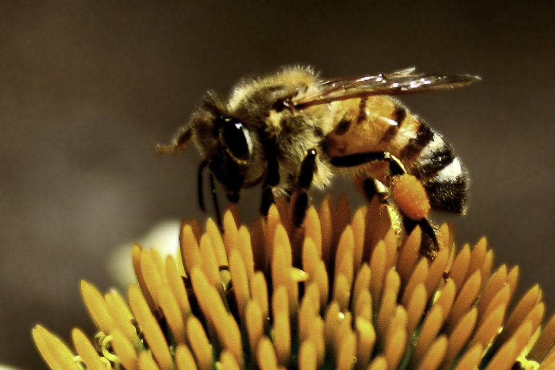 [photo] Honey Bee on Echinacea Blossom