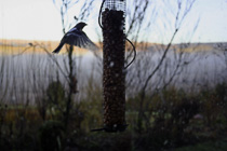 [ photo: Bird at Feeder, Glenbuck East Ayrshire, Scotland, UK, December 2005 (img 104-45) ]