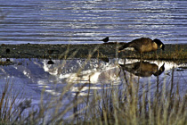 [ photo: Goose Reflection at Mono Lake, Mono Lake, California, March 2007 (img 130-074) ]
