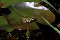 [ photo: Frog on Lily Pad in back garden pond, Arnhem, Gelderland, Netherlands, May 2007 (img 134-075) ]