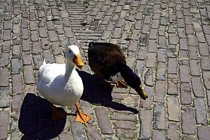 [ photo: Ducks hopeful of being fed, at Open Air Museum, Arnhem, Netherlands, May 2007 (img 138-043) ]