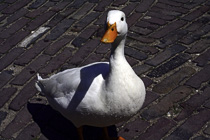 [ photo: Duck looking for a snack at Open Air Museum, Arnhem, Netherlands, May 2007 (img 138-046)) ]