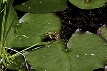 [ photo: Frog on Lily Pad in back garden pond,  Arnhem, Netherlands, June 2007 (img 138-072) ]