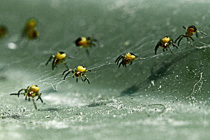 [ photo: Spiderlings on a Rubbish Bin Lid, Coleford, Somerset, UK, May 2008 (img 151-023close) ]