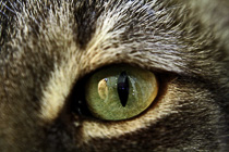 [ photo: Closeup of a Cat's Eye, El Granda, California, USA Dec 2009 (img 176-031close) ]