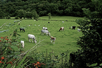 [ photo: Cwm Gwaun (Gwaun Valley) Cattle Pasture, Pembrokeshire, Wales UK, August 2010 (img 210-009) ]