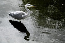 [ photo: Grey Heron somewhere in Waterland outside Amsterdam, Netherlands, Aug 2010 (img 214-021) ]