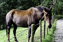 [ photo: Friendly Windemere Horse, Cumbria, England UK, September 2012 (img 271-014) ]