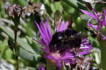 [ photo: Black Bee on Ice Plant Blossom, Closeup, Santa Rosa, California, USA, June 2013 (img 286-072) ]