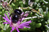 [ photo: Black Bee on Ice Plant Blossom -  closeup, possibly female California Carpenter Bee (Xylocopa Varipuncta), Santa Rosa, California, USA, June 2013 (img 286-075) ]