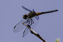 [ photo: Female Blue Dasher Dragonfly Posing for Her Closeups, Santa Rosa, California, USA, July 2014 (img 296-043) ]