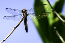 [ photo: Female Blue Dasher Dragonfly Posing for Her Closeups, Santa Rosa, California, USA, July 2014 (img 296-072) ]