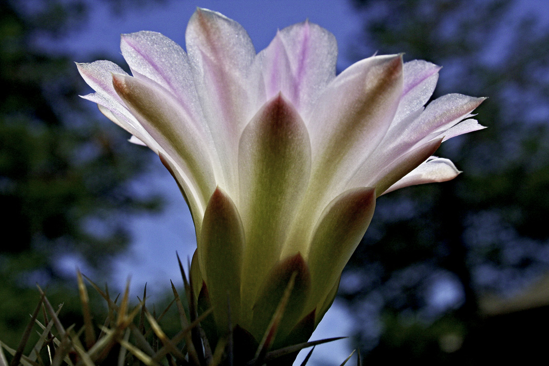[photo] Cactus Blossom from Beneath