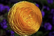 [ photo: Yellow Ranunculus Closeup, Santa Rosa, California, USA, April 2006 (img 112-017) ]