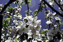 [ photo: Apple Blossoms 1, Santa Rosa, California, USA, April 2007 (img 121-007) ]