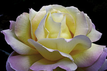 [ photo: Peace Rose, Santa Rosa, California, USA, May 2007 (img 131-075) ]
