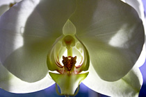 [ photo: White Phalaenopsis Orchid, El Granada, San Mateo County, California, USA, December 2008 (img 162-085close) ]