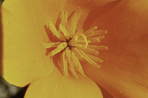 [ photo: California Poppy Blossom, Santa Rosa, California, USA, June 2010 (img 207-006) ]