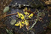 [ photo: Stump w Still Life, arranged by the photographer, Camp Latgawa, Eagle Point, Oregon, USA, October 2012 (img 273-058) ]
