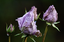 [ photo: Sterling Silver Rose Buds After December Rain, Santa Rosa, California, USA, December 2012 (img 279-072) ]