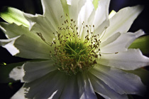 [ photo: Queen of the Night Cactus 2 (Cereus Hildmannianus), Santa Rosa, California, USA, August 2001 (img NC-9145-10) ]
