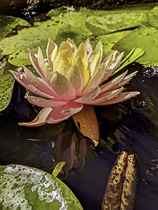 [ photo: Pink Water Lily with Reflection, Green Point, Cape Town, South Africa, March 2020 (img Pxl2020-03-03-0007Sh) ]