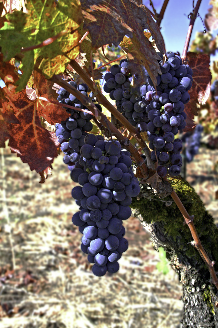Sonoma Autumn Grapes 1, Sonoma County, California, USA, October 2007