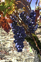 [ photo: Sonoma Autumn Grapes 1, Sonoma County, California, USA, October 2007, (img 143-086) ]