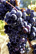 [ photo: Sonoma Grapes 1, Sonoma County, California, USA, October 2007, (img 144-007) ]