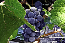 [ photo: Sonoma Grapes 2, Sonoma County, California, USA, October 2010, (img 221-031) ]