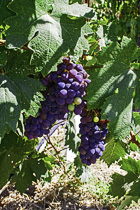 [ photo: Sonoma Grapes 5, Sonoma County, California, USA, August 2013, (img 289-044) ]