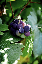 [ photo: Sonoma Grapes 5, Sonoma County, California, USA, September 2004, (img NC-5589-07) ]