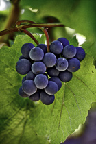 [ photo: Sonoma Grapes 8, Sonoma County, California, USA, September 2004, (img NC-5589-10) ]