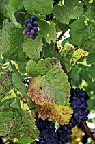 [ photo: Sonoma Grapes 12, Sonoma County, California, USA, September 2004, (img NC-5590-23) ]