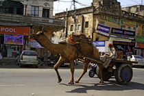[ photo: Ajmer Streets-Camel Cart, Rajasthan, India, February 2010 (img 184-012) ]