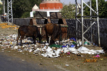[ photo: Ajmer Streets-Cows Picking through Garbage, Rajasthan, India, February 2010 (img 184-055) ]