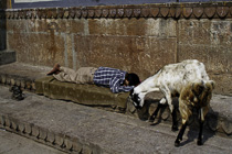 [ photo: Kashi, Darbhanga Ghat, Ram Shrine Sleeper with Goat, Varanasi, Uttar Pradesh, India, February 2010 (img 196-097) ]