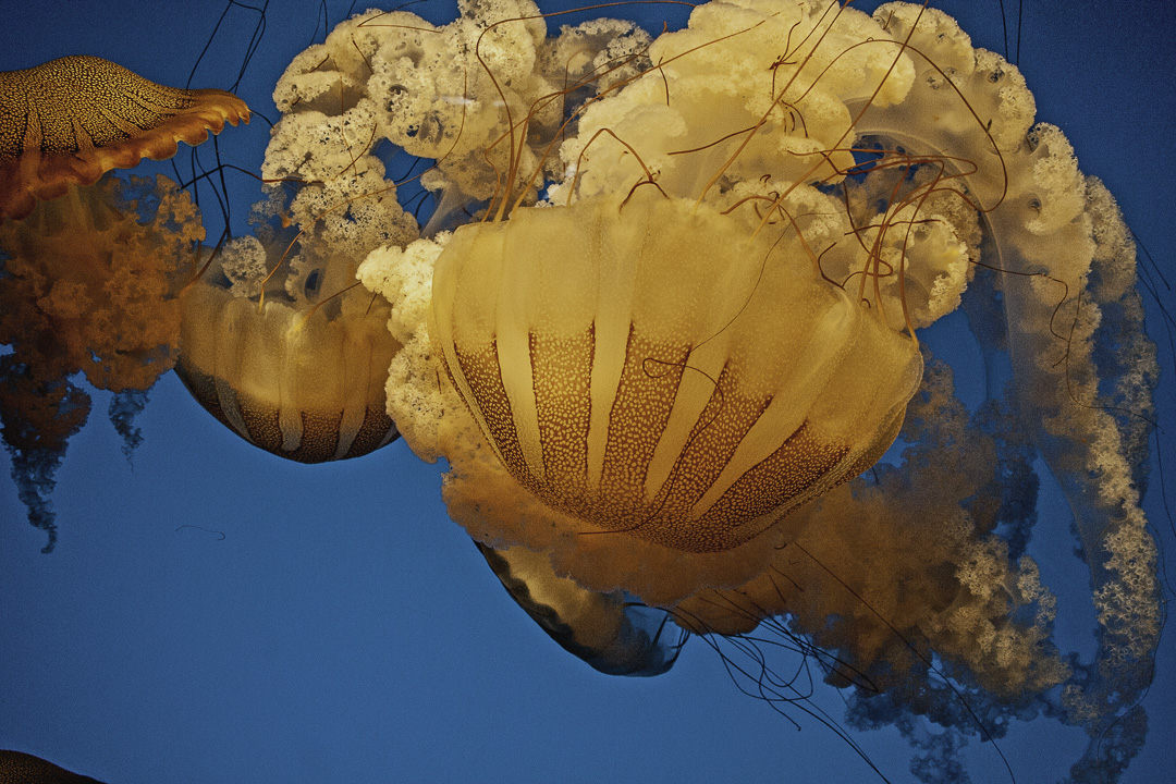[photo] Sea Nettle Jelly (Chrysaora fuscescens ?), Monterey Bay Aquarium, Monterey, California, USA