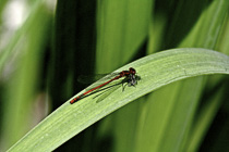 [ photo: Red Dragonfly on Reed in a back garden pond, Arnhem, Gelderland, Netherlands, June 2007 (img 138-094close) ]